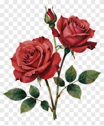 Red Rose Bouquet PNG