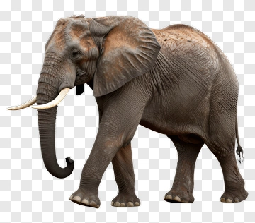 Realistic Elephant Walking PNG