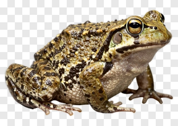 Brown Frog PNG