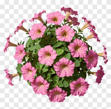 Colorful Flower Bouquet PNG