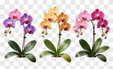 Colorful Orchid Flowers Arrangement PNG