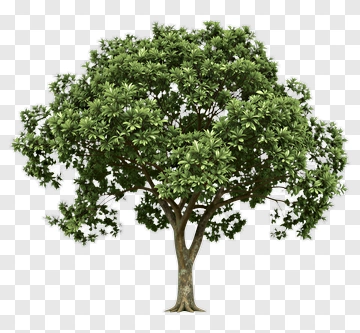 Green Tree PNG
