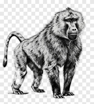 Realistic Baboon Standing In Profile PNG