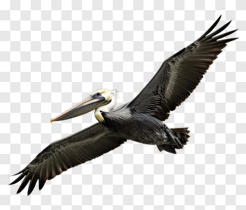 Pelican Flying With Outstretched Wings PNG