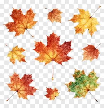 Colorful Autumn Maple Leaves PNG