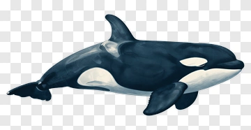 Orca Swimming In Water PNG