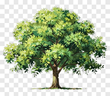 Colorful Tree PNG