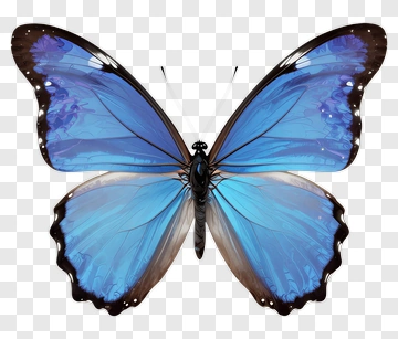 Blue Butterfly PNG