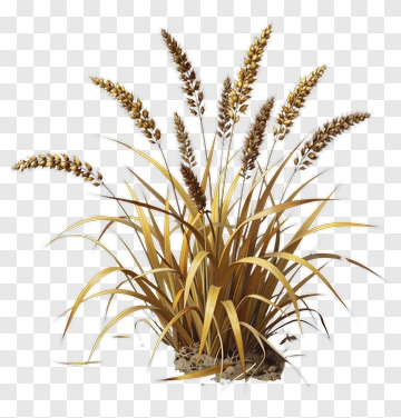 Wheat Plant With Tall Stalks PNG