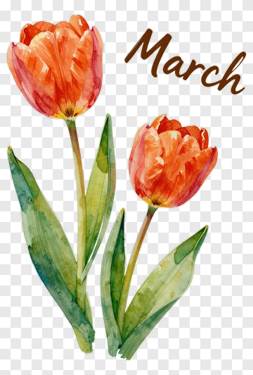 Watercolor Tulips For March PNG