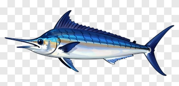 Realistic Swordfish Illustration PNG