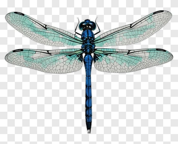 Blue Dragonfly With Transparent Wings PNG