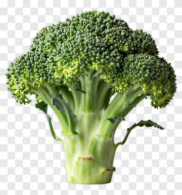 Fresh Broccoli PNG