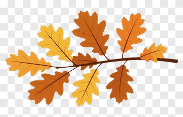 Autumn Oak Leaves Branch PNG