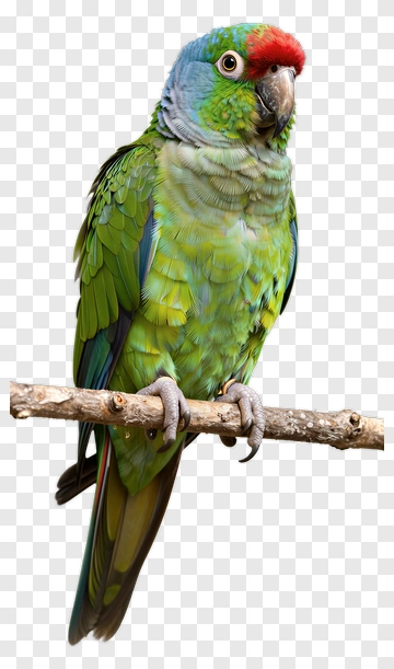 Colorful Parrot Perched On A Branch PNG