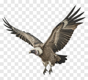 Vulture In Flight PNG