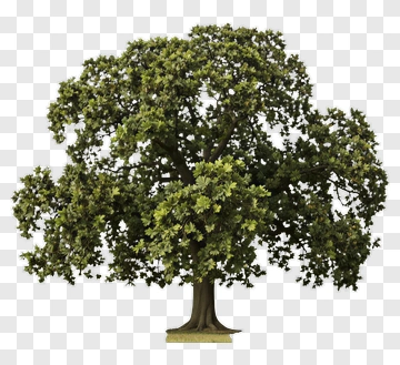 Realistic Green Tree PNG