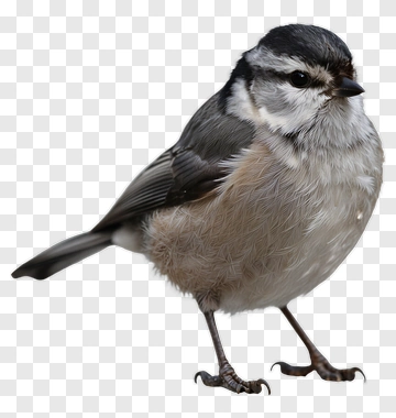 Bird Standing On Two Legs PNG