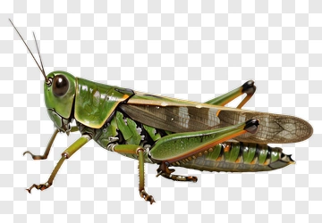 Realistic Grasshopper PNG