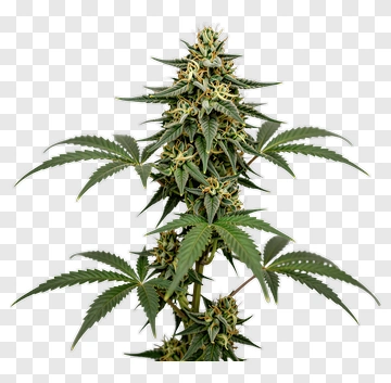 Cannabis Plant With Buds PNG