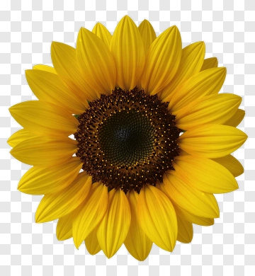 Sunflower PNG