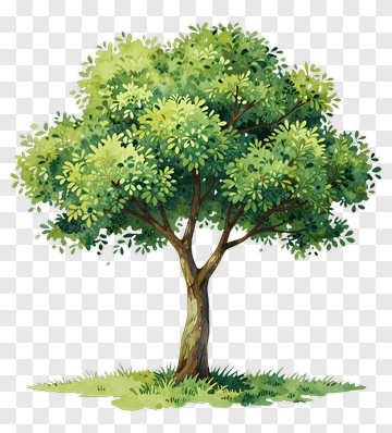 Colorful Tree PNG