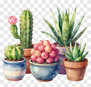 Colorful Potted Cacti And Succulents PNG