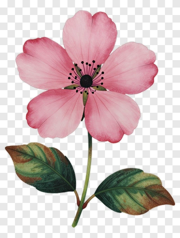 Pink Flower With Green Leaves PNG