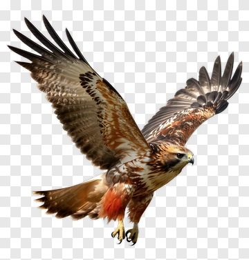 Flying Hawk With Outstretched Wings PNG