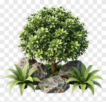 Green Tree Surrounded By Rocks And Ferns PNG