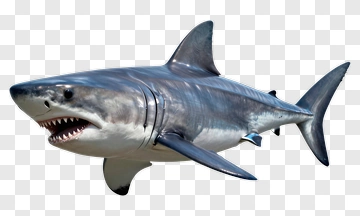 Realistic Great White Shark PNG
