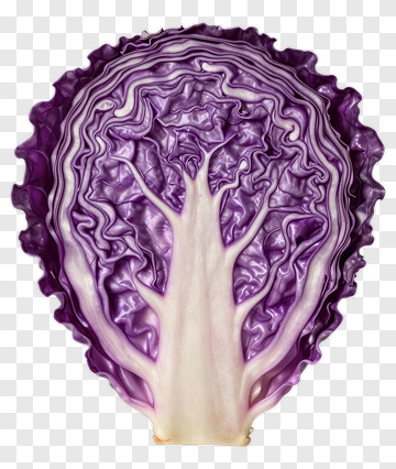 Purple Cabbage With Intricate Patterns PNG