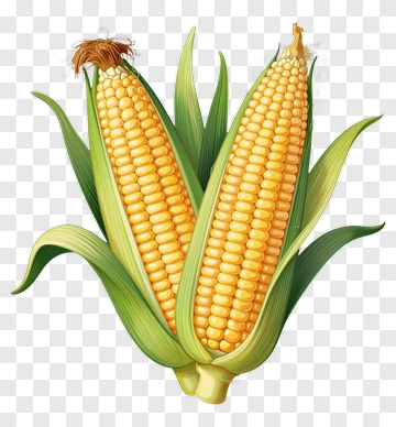 Fresh Corn On The Cob PNG