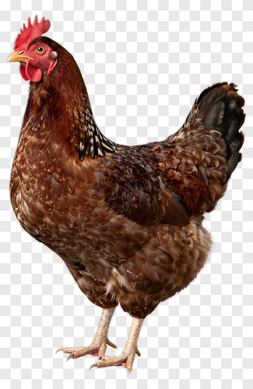 Brown Hen Standing PNG