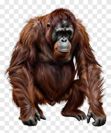 Realistic Orangutan Sitting PNG
