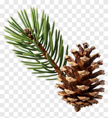 Pine Tree Branch With Pine Cone PNG