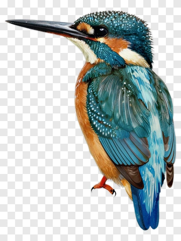 Colorful Kingfisher Bird PNG
