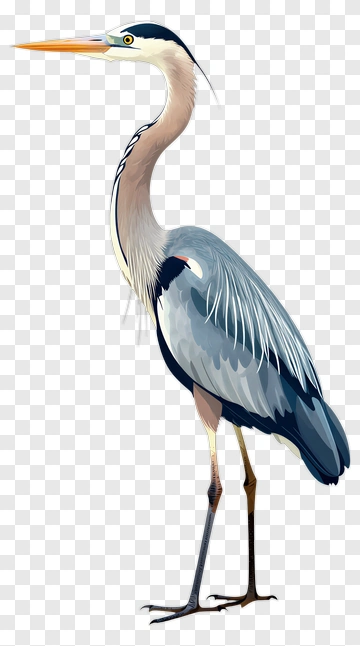 Great Blue Heron Standing PNG