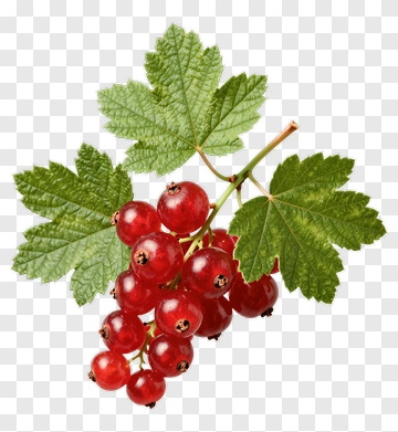 Red Currant Bunch With Green Leaves PNG