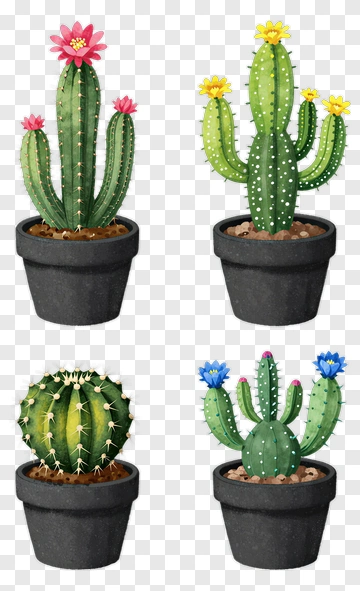 Colorful Cactus Collection In Pots PNG