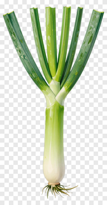 Fresh Green Onion PNG