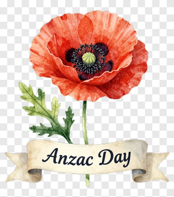 Red Poppy Flower For Anzac Day PNG