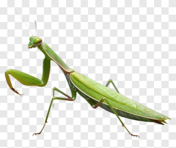 Green Praying Mantis PNG