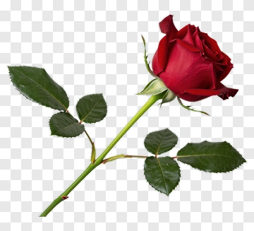 Red Rose With Green Leaves PNG