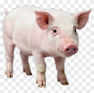 Pig Standing On Four Legs PNG