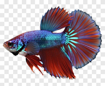 Colorful Betta Fish With Flowing Fins PNG