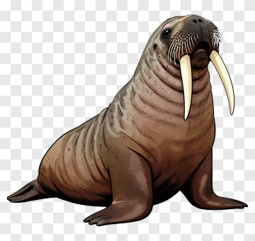 Cartoon Walrus PNG
