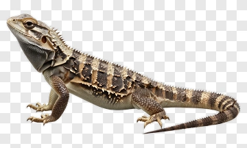 Bearded Dragon Lizard PNG