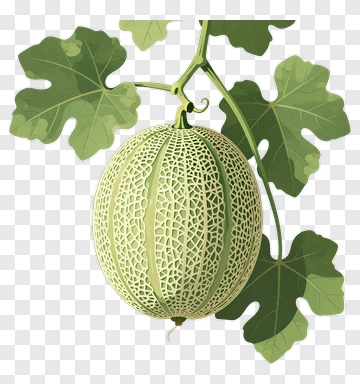 Melon Hanging On A Vine PNG