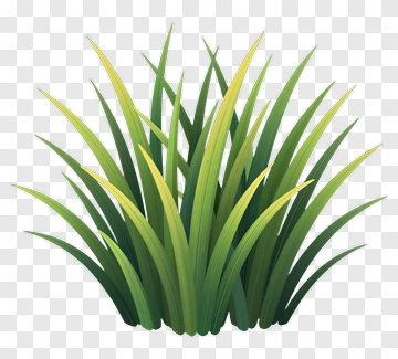 Green Grass PNG